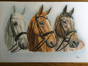 Horse Coloured Pencil Drawing